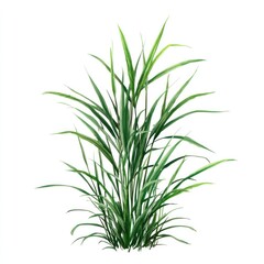 Obraz premium Illustration botanical nature blades.