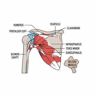 Rotator Cuff and Shoulder Joint Anatomy Diagram Showing Humerus, Scapula, Clavicle, and Key Muscles for Medical, Educational, and Sports Applications.
