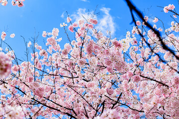 杜の都仙台市内の桜
