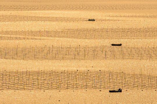 View of the golden sea shimmering under the sun, dotted with fishing boats and bamboo poles creating an abstract, textured landscape, Xiapu, Fujian, China.