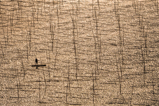 View of a lone figure on a small boat navigates through a sea of vertical poles piercing the water's shimmering surface, creating a textured, rhythmic pattern, Xiapu, Fujian, China.
