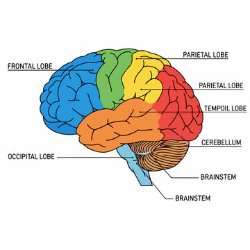 Colorful Diagram of Human Brain Anatomy Showing Labeled Lobes and Major Structures like Frontal, Parietal, Temporal, Occipital, Cerebellum, and Brainstem.