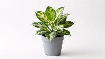 Fototapeta premium A lush houseplant featuring large, variegated leaves with blended green and creamy yellow tones sits in a simple gray pot, isolated on a white background for a clean, natural look.