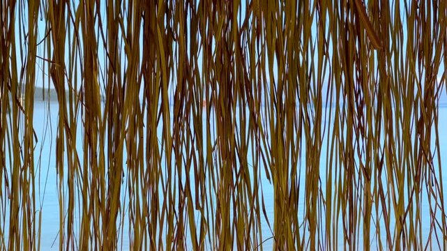 Golden, dry fronds of a thatched roof hang down, with a serene blue sea visible in the background