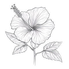 Fototapeta premium A detailed black and white illustration of a hibiscus flower on transparent background