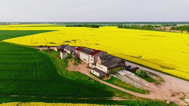 Drone circles abandoned grain mill framed by yellow rapeseed and green fodder EU