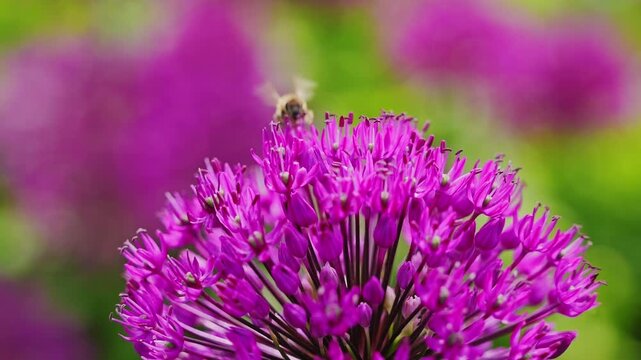 Macro view of bee gently touching chive bloom, symbolizing nature balance