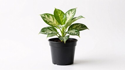 Obraz premium A healthy houseplant featuring vibrant green leaves with striking white and cream variegation sits in a simple black plastic nursery pot, isolated on a white background for a clean, natural aesthetic.