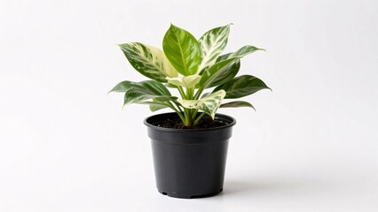 Obraz premium A healthy houseplant featuring vibrant green leaves with striking white and cream variegation sits in a simple black plastic nursery pot, isolated on a white background for a clean, natural aesthetic.