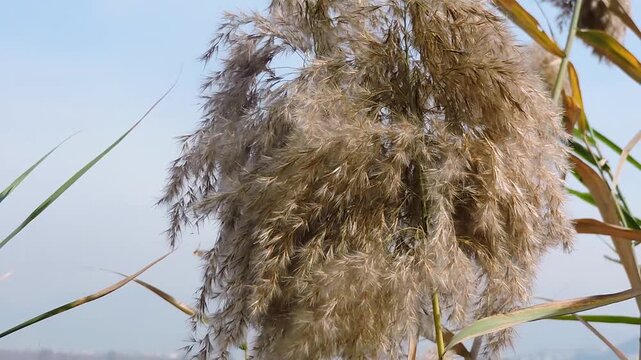 Phragmites Australis, commonly known as the common reed, which is a perennial grass found in wetlands