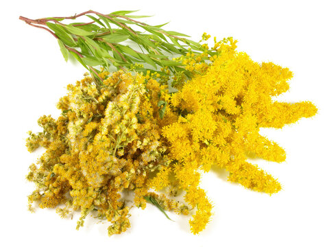 Food and Health - Fresh and Dry Goldern Rod on white Background