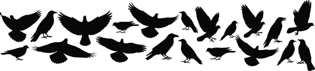 Obraz premium Large collection of black bird silhouettes, flying and perching crows ravens and pigeons vector icons for nature and gothic design projects,