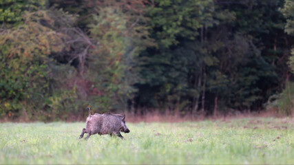 Male Wild boar in alert running in a plain at the edge of a forest at the morning. Sus scrofa, Sologne, Loiret 45, r&eacute;gion Centre Val de Loire, France, European Union, Europe