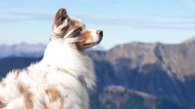 Dog watching while the wind blows in his face