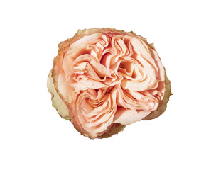 Obraz premium Peach coral rose, top above view. Rosa bloom topview isolated on white background. Layered petal