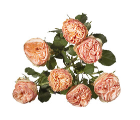 Coral peach spray rose flower branch. Garden Rosa cluster with green leaf arranged as bouquet