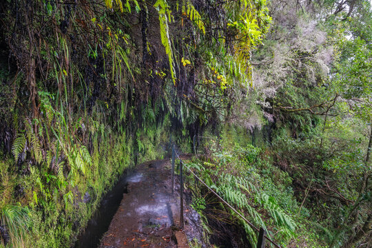 Lush hiking trail through Queimadas Forest Park in Madeira Portugal