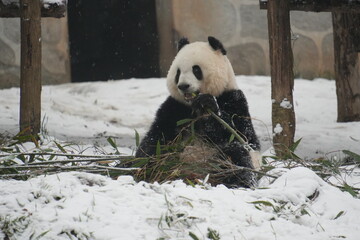 Beautiful Panda Qi Ji eating Bamboo in the snow.
Joyful Panda