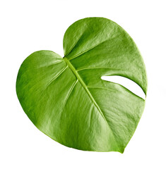 fresh green monstera plant leaf on white background
