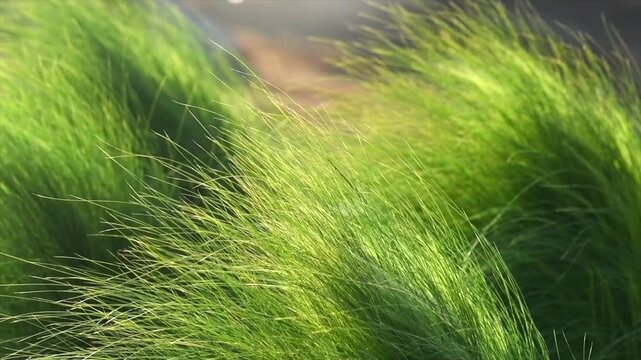 Mexican feather grass in modern garden, gardening, landscaping, design. Stipa tenuissima Pony Tails, Nassella, slow motion