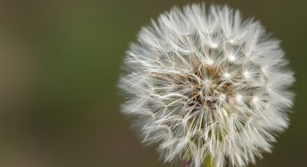Obraz premium Close-up macro of dandelion seed head in natural daylight. Fine delicate seed structures sharply focused against smooth blurred background.