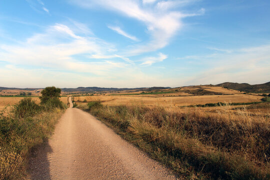 Pilgrim walking along dirt path with wheat fields near Los Arcos on Camino de Santiago Frances in Navarra Spain July 2024