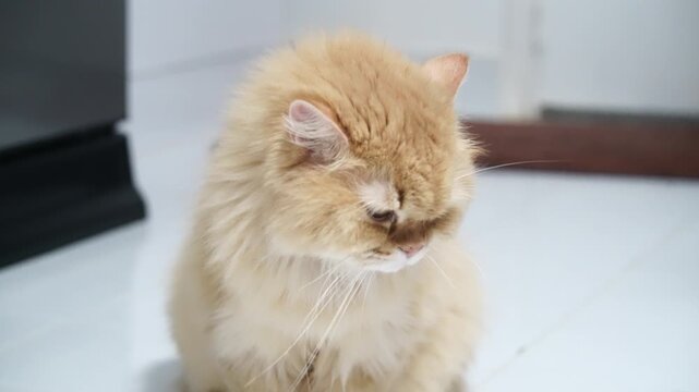 Fluffy cat long hair cream color grumpy expression indoor pet feline domestic white floor whiskers cute animal sitting soft fur mammal home adorable sleepy closeup eyes ears nose mouth paws serious