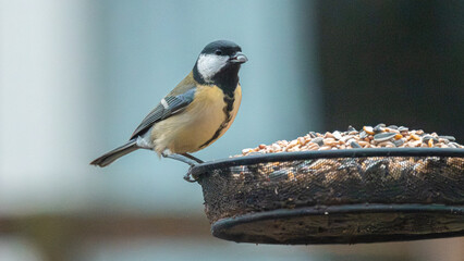 great tit parus major © CaptainCat