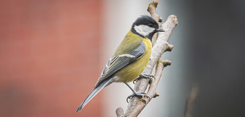 great tit parus major © CaptainCat