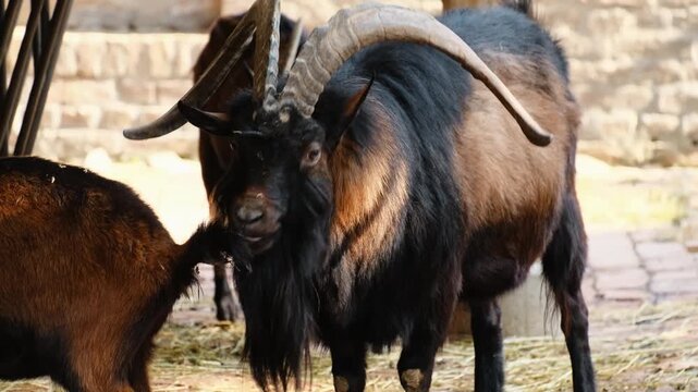 Several horned domestic goats interacting inside zoo enclosure on brick ground. The scene represents livestock breeding, animal hierarchy and rural agriculture concept in controlled environment