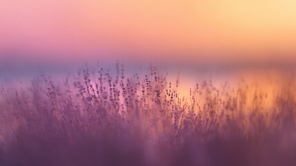 Abstract blur of lavender flower fields at golden sunset with soft purple and orange hues, aromatherapy and relaxation concept showing peaceful natural beauty and tranquil countryside atmosphere.