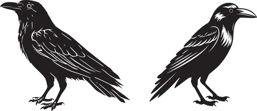 Two black crows standing on a flat surface, facing each other in a symmetrical manner.