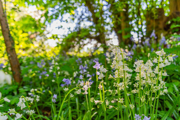white bluebells on a forest floor