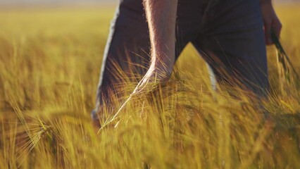 Naklejka premium male farmer stroking wheat sprouts in a big agricultural field. agriculture business farming concept. farm worker has grown wheat and checks the seeds and sprouts lifestyle golden wheat