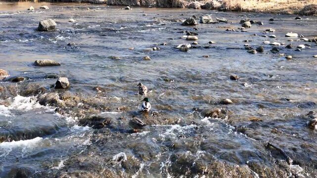 A river with a man fishing in it. The water is murky and the rocks are scattered throughout the river