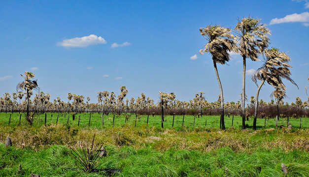 La fuerza del viento en la naturaleza