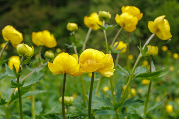 Obraz premium Trollius europaeus yellow globeflowers blooming in summer