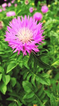 Purple flower of Stokesia's aster (Stokesia laevis) close-up. Nature
