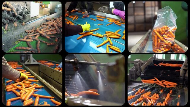 Semi-Automated Freshly Harvested Carrot Processing Plant 4K Multiscreen: Includes scenes of washing, grading, and packaging in an authentic agricultural packing house.