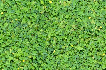 seamless green grass background