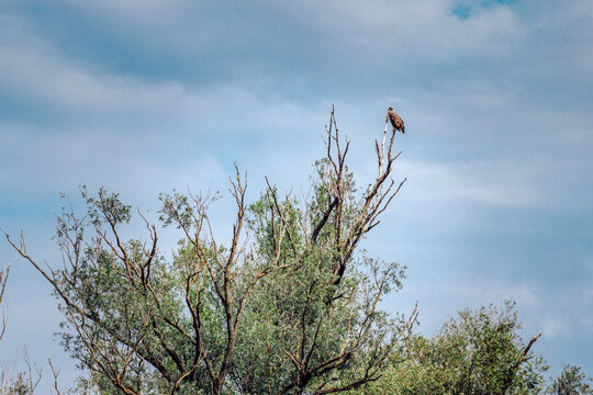 View of a bird perched atop a stark, bare tree against a backdrop of a blue sky with clouds, Kopa&Auml;evo, Osje&Auml;ko-baranjska &Aring;&frac34;upanija, Croatia.