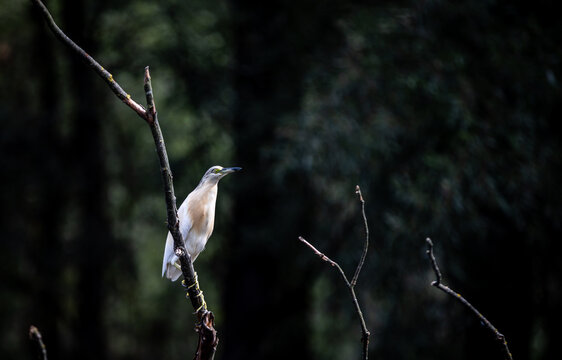View of a Squacco Heron perched gracefully on a slender branch against a backdrop of dark, dense forest, Kopa&Auml;evo, Osje&Auml;ko-baranjska &Aring;&frac34;upanija, Croatia.