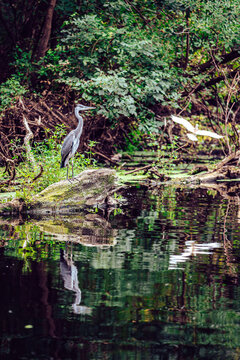 View of a heron perched on a mossy rock, reflected in the still waters as a white bird flies by in Kopa&Auml;evo, Osje&Auml;ko-baranjska &Aring;&frac34;upanija, Croatia.