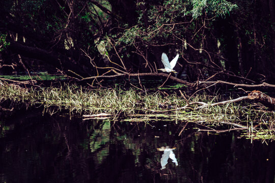 View of a great egret in flight, its reflection shimmering on the dark water under a canopy of trees, Kopa&Auml;evo, Osje&Auml;ko-baranjska &Aring;&frac34;upanija, Croatia.