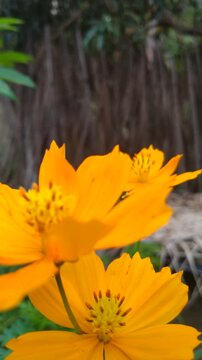 Orange Cosmos Flower in Bloom with Soft Green Bokeh Background	