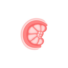Structure of the Testis 