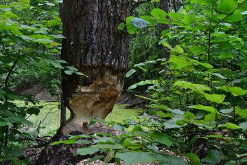 Beaver's Work Gnawed Tree Trunk by the swamp