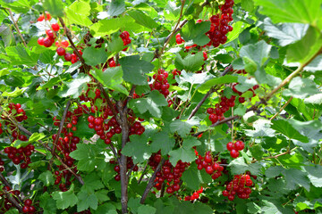 clusters of Ripe Red Currants on a Bush in organic garden