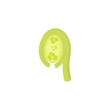 Illustration of Anatropous