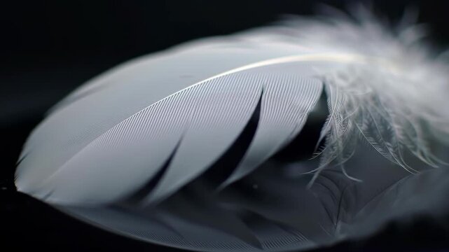 Extreme  of delicate downy barbules on light colored contour feather resting on reflective dark surface